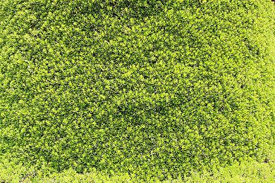 《星空》NPC日常生活Mod：提升沉浸感 不影响性能